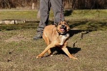 BON, Hund, Mischlingshund in Slowakische Republik - Bild 5
