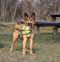 BON, Hund, Mischlingshund in Slowakische Republik - Bild 6