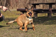 BON, Hund, Mischlingshund in Slowakische Republik - Bild 7