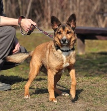 BON, Hund, Mischlingshund in Slowakische Republik - Bild 9