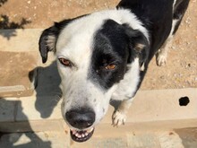 CHESS, Hund, Mischlingshund in Griechenland - Bild 1