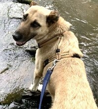 ZEFIRA, Hund, Herdenschutzhund-Mix in Wagenfeld - Bild 1