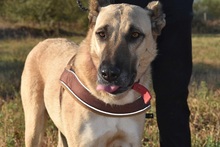 ZEFIRA, Hund, Herdenschutzhund-Mix in Wagenfeld - Bild 12