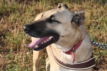 ZEFIRA, Hund, Herdenschutzhund-Mix in Wagenfeld - Bild 13