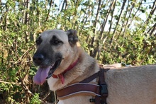 ZEFIRA, Hund, Herdenschutzhund-Mix in Wagenfeld - Bild 14