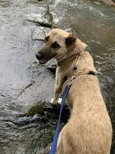 ZEFIRA, Hund, Herdenschutzhund-Mix in Wagenfeld - Bild 18