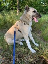 ZEFIRA, Hund, Herdenschutzhund-Mix in Wagenfeld - Bild 2