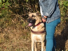 ZEFIRA, Hund, Herdenschutzhund-Mix in Wagenfeld - Bild 3