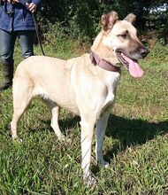 ZEFIRA, Hund, Herdenschutzhund-Mix in Wagenfeld - Bild 6