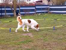 BETOVEN, Hund, Mischlingshund in Hohen Pritz - Bild 10