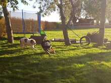 BETOVEN, Hund, Mischlingshund in Hohen Pritz - Bild 15