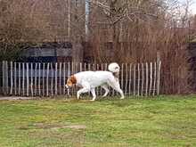BETOVEN, Hund, Mischlingshund in Hohen Pritz - Bild 16