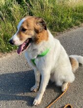 BETOVEN, Hund, Mischlingshund in Hohen Pritz - Bild 2