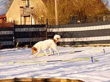 BETOVEN, Hund, Mischlingshund in Hohen Pritz - Bild 7