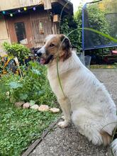 BETOVEN, Hund, Mischlingshund in Hohen Pritz - Bild 8