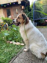 BETOVEN, Hund, Mischlingshund in Hohen Pritz - Bild 9