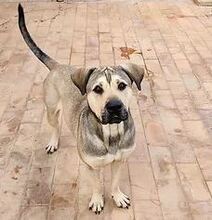 ROMEO, Hund, Mischlingshund in Spanien - Bild 10
