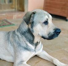 ROMEO, Hund, Mischlingshund in Spanien - Bild 4