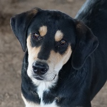 FRIEDO, Hund, Mischlingshund in Griechenland - Bild 1