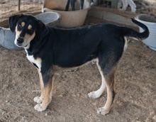FRIEDO, Hund, Mischlingshund in Griechenland - Bild 10