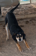 FRIEDO, Hund, Mischlingshund in Griechenland - Bild 13