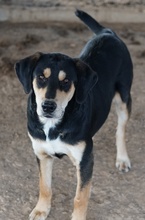 FRIEDO, Hund, Mischlingshund in Griechenland - Bild 3
