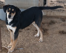 FRIEDO, Hund, Mischlingshund in Griechenland - Bild 5