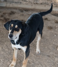 FRIEDO, Hund, Mischlingshund in Griechenland - Bild 7