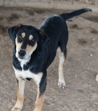 FRIEDO, Hund, Mischlingshund in Griechenland - Bild 8