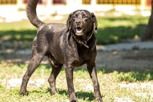 LEUSCHKO, Hund, Mischlingshund in Slowakische Republik - Bild 1