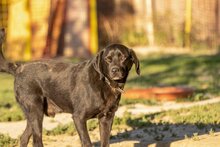 LEUSCHKO, Hund, Mischlingshund in Slowakische Republik - Bild 2