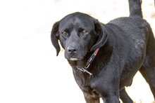 LEUSCHKO, Hund, Mischlingshund in Slowakische Republik - Bild 3