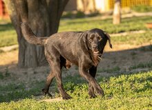 LEUSCHKO, Hund, Mischlingshund in Slowakische Republik - Bild 4