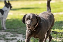 LEUSCHKO, Hund, Mischlingshund in Slowakische Republik - Bild 5
