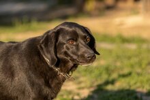 LEUSCHKO, Hund, Mischlingshund in Slowakische Republik - Bild 7