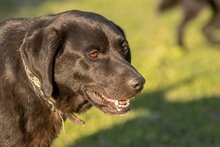 LEUSCHKO, Hund, Mischlingshund in Slowakische Republik - Bild 9