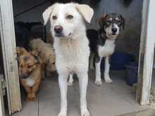 ANNA, Hund, Labrador Retriever in Rumänien