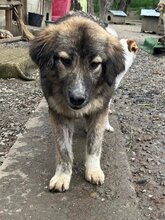CARLA, Hund, Mischlingshund in Rumänien