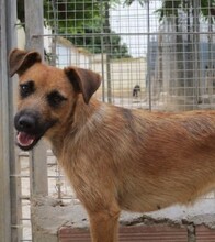 BEGONIA, Hund, Mischlingshund in Spanien