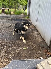 LINDA, Hund, Sheltie in Rumänien