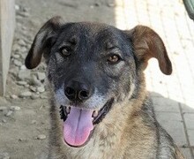 GRAZIA, Hund, Mischlingshund in Rumänien