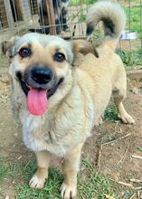 THERESA, Hund, Mischlingshund in Rumänien