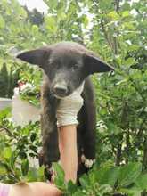 BETHLY, Hund, Mischlingshund in Rumänien