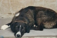 MINNY, Hund, Mischlingshund in Illertissen