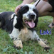 LAKI, Hund, Mischlingshund in Bosnien und Herzegowina - Bild 1