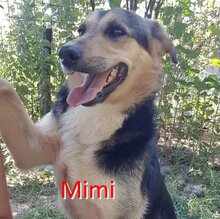MIMI, Hund, Mischlingshund in Bosnien und Herzegowina - Bild 1