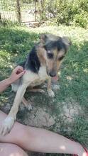 MIMI, Hund, Mischlingshund in Bosnien und Herzegowina - Bild 3