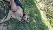 MIMI, Hund, Mischlingshund in Bosnien und Herzegowina - Bild 4