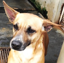 COPPA, Hund, Mischlingshund in Italien - Bild 1