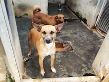 COPPA, Hund, Mischlingshund in Italien - Bild 3